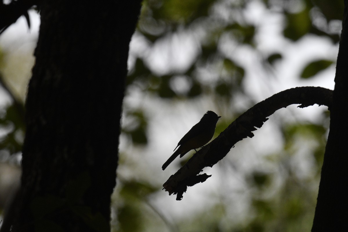 Gray-headed Canary-Flycatcher - Chitra Shanker