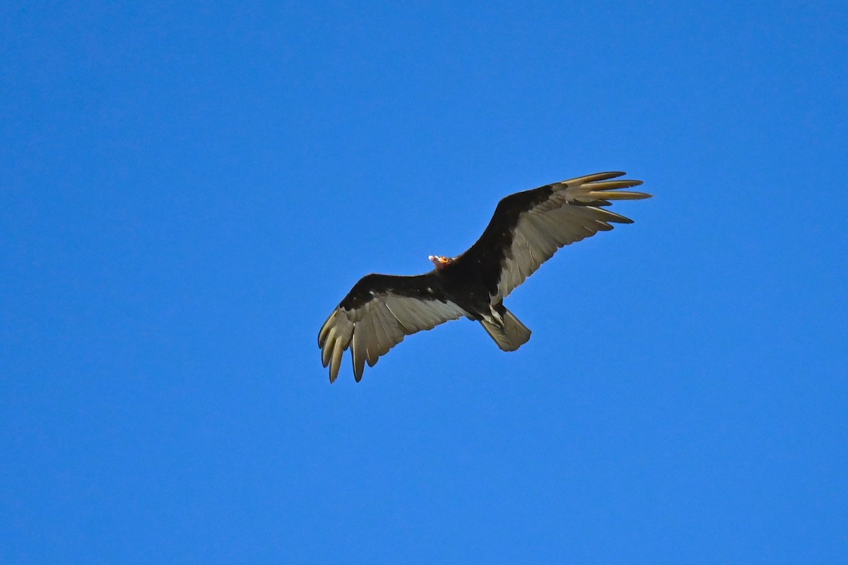 Lesser Yellow-headed Vulture - Steve Scordino