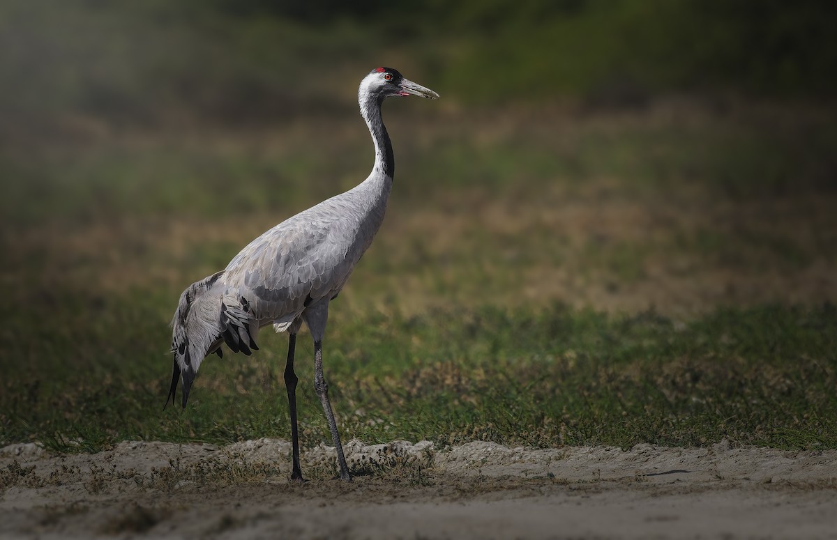 Grulla Común - ML619069420