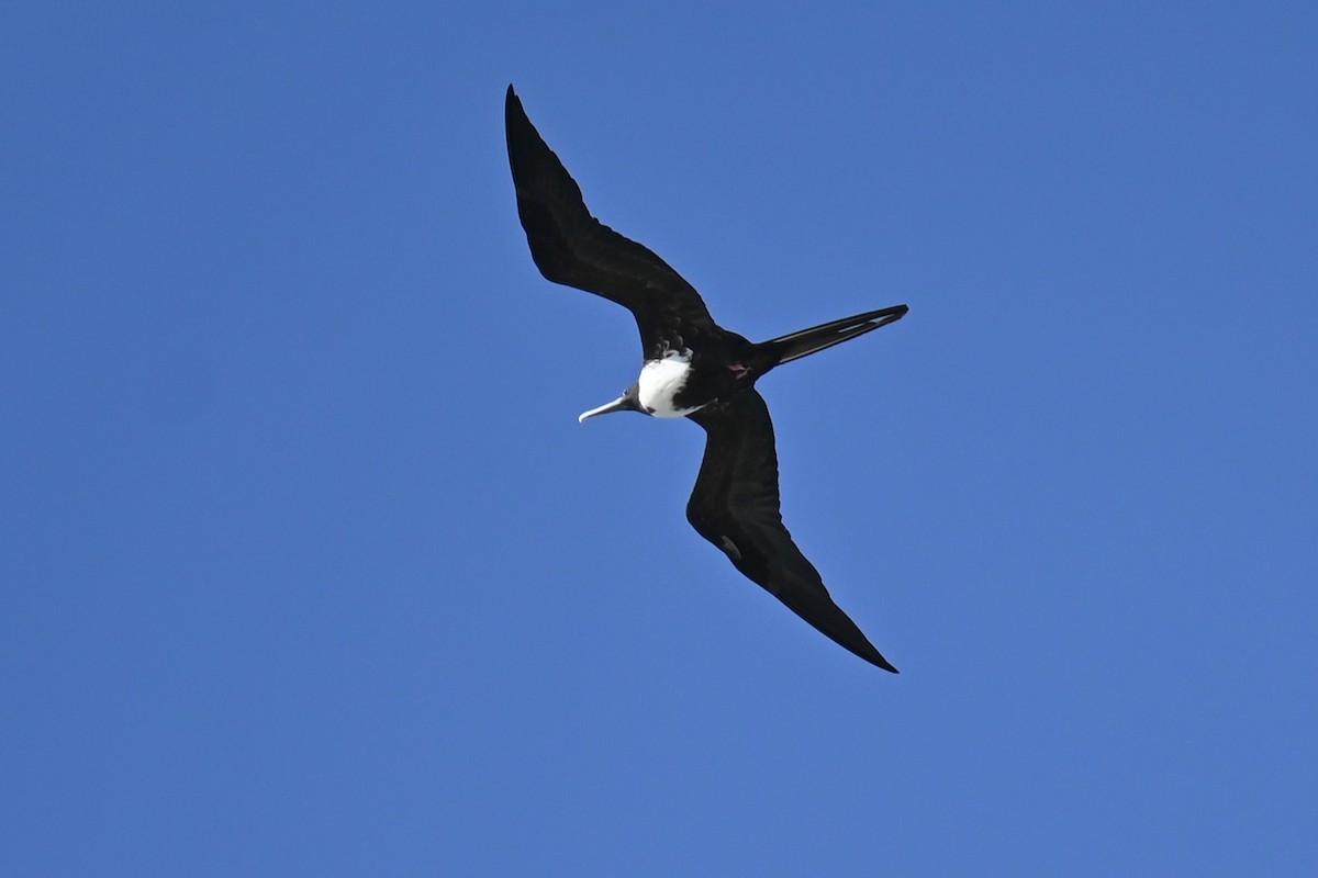 Magnificent Frigatebird - Steve Scordino