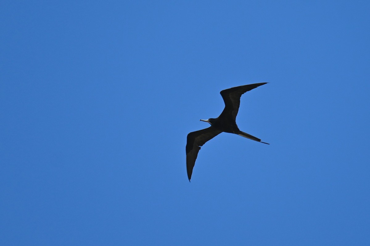 Magnificent Frigatebird - Steve Scordino