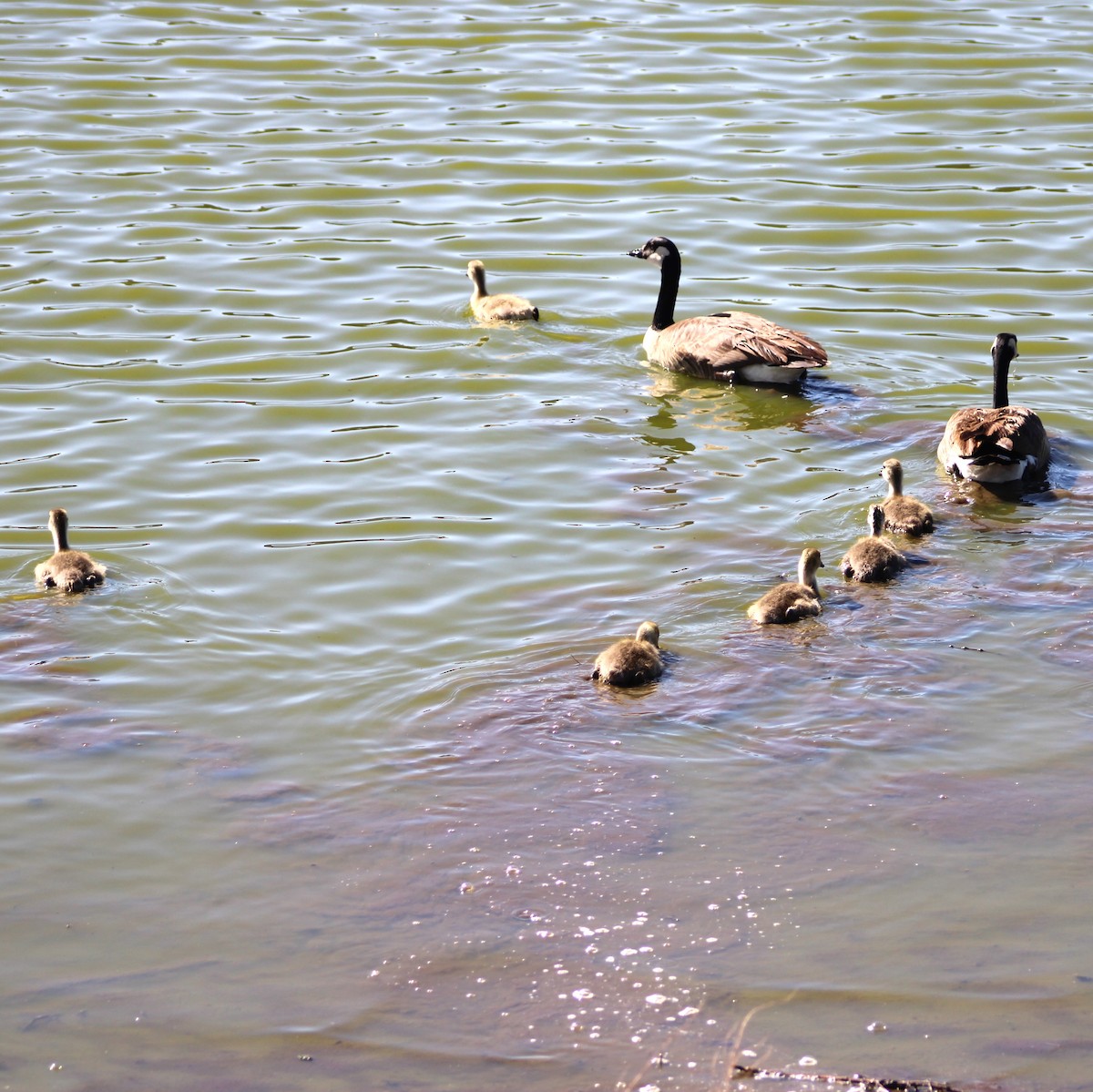 eBird Checklist - 6 May 2024 - AZ, Flagstaff, Kachina wetlands, 1 ...