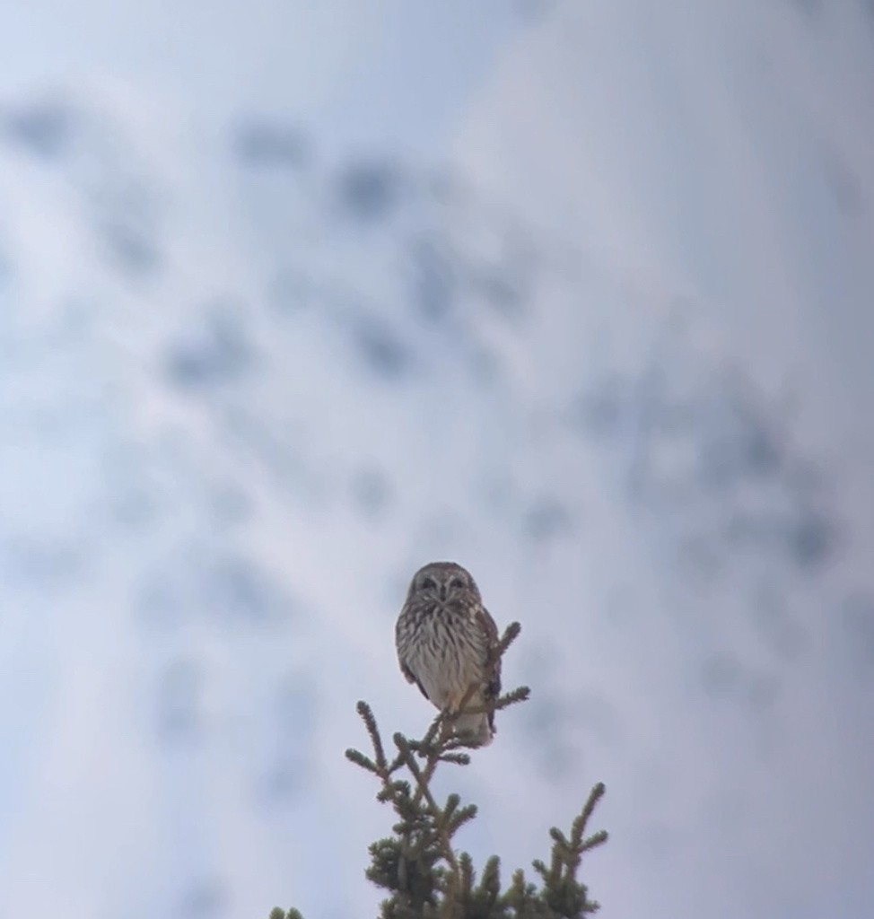 Short-eared Owl - ML619069439