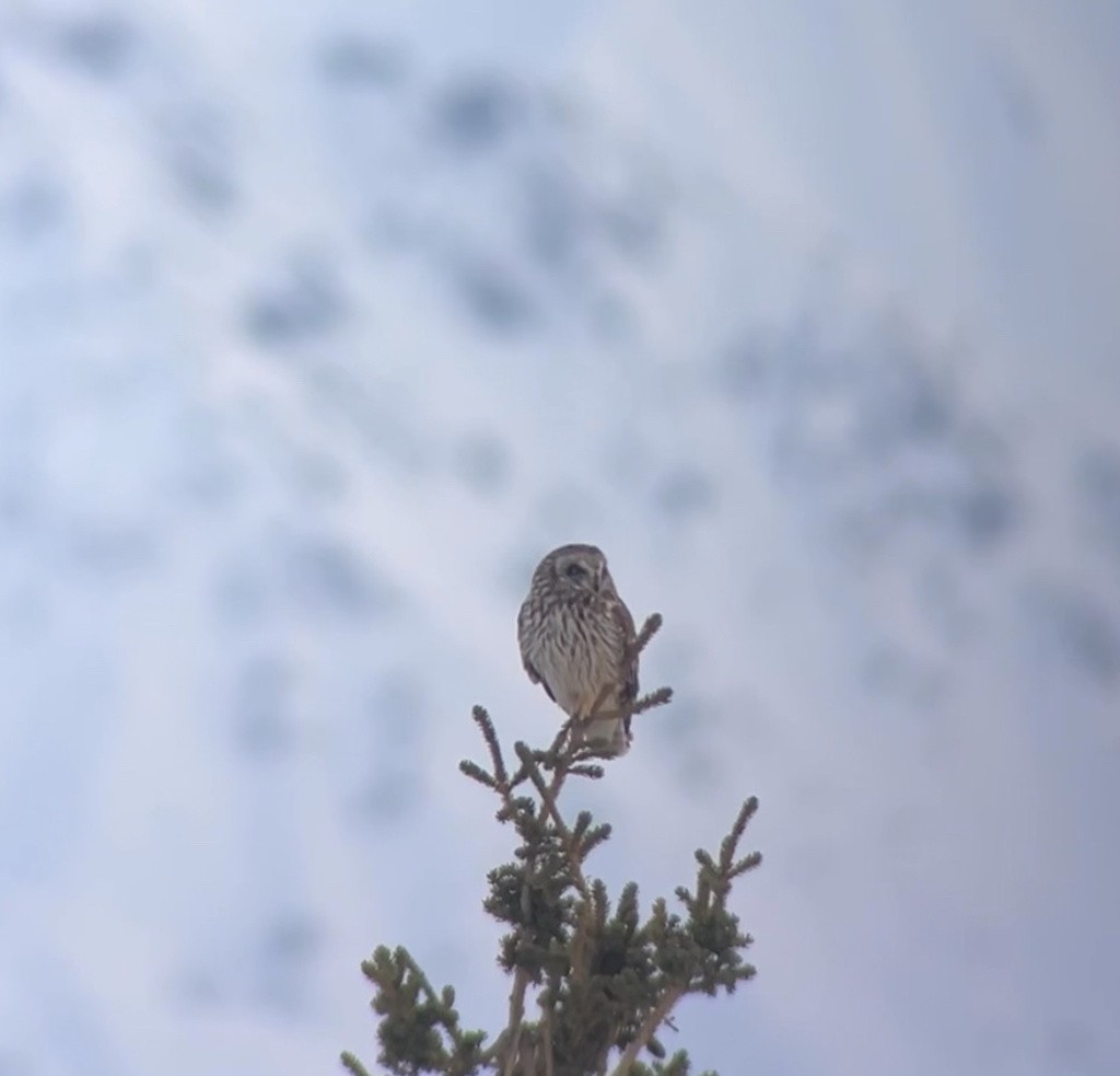 Short-eared Owl - ML619069440