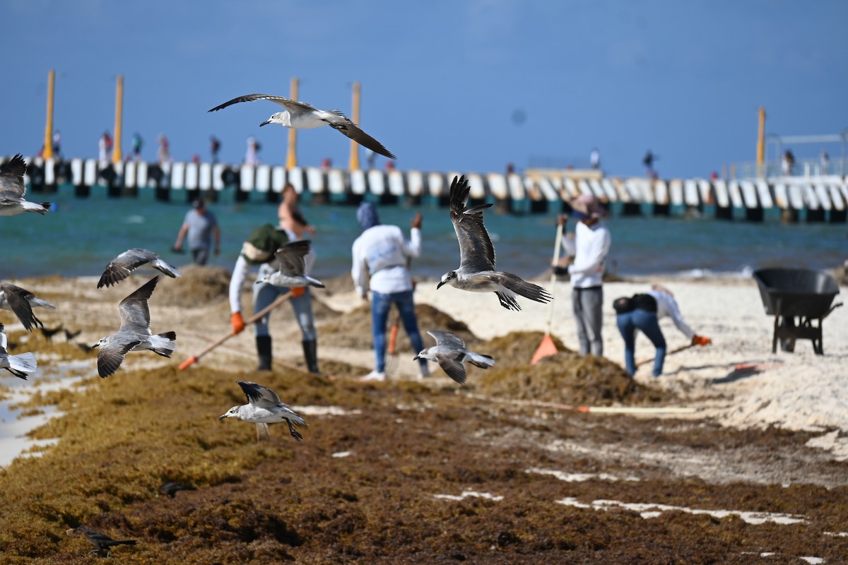 Laughing Gull - Steve Scordino