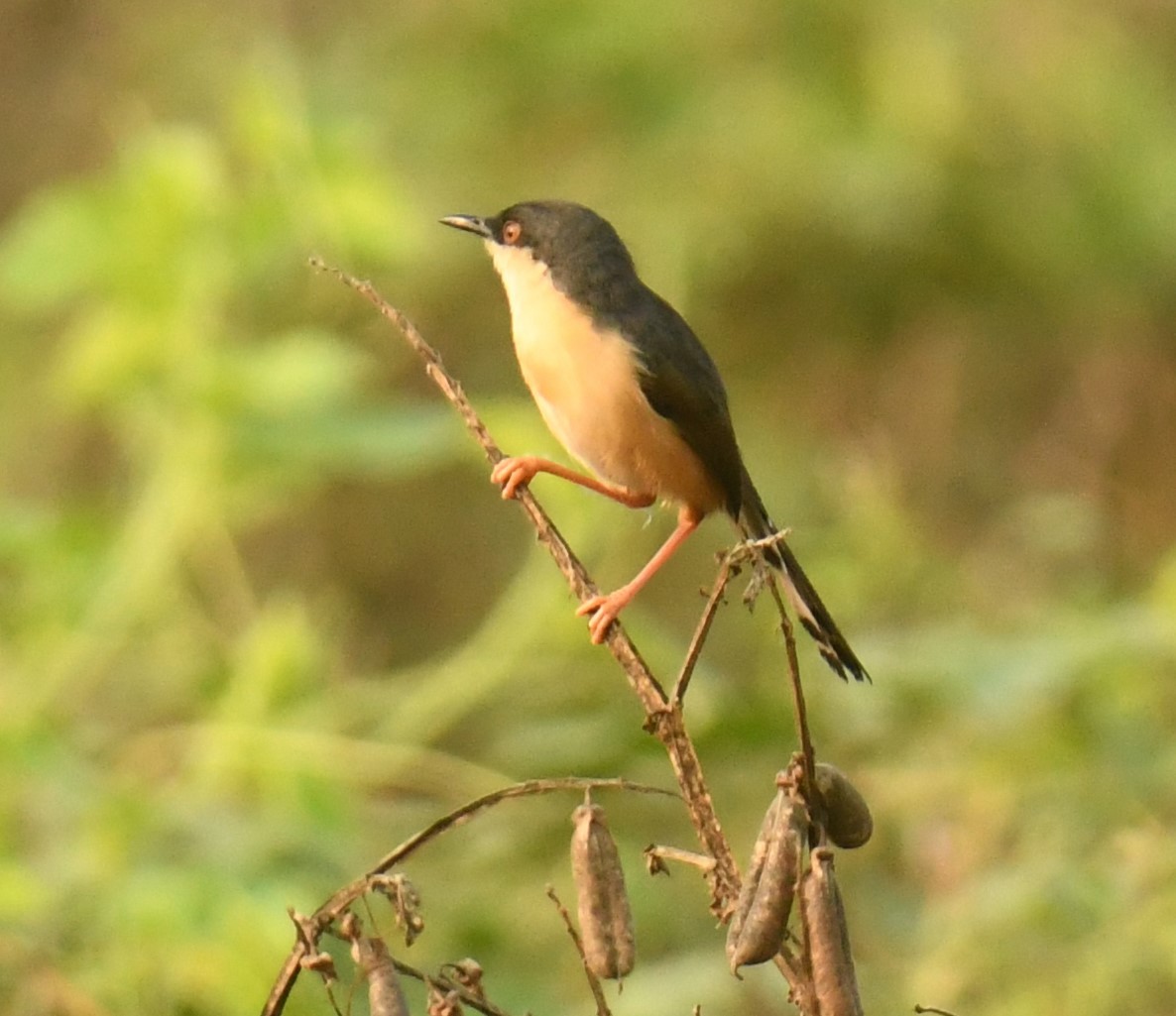 Ashy Prinia - Mohanan Choron