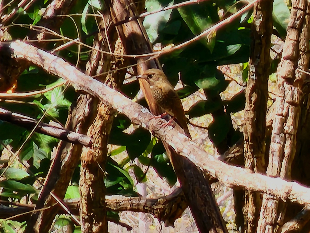 White-throated Rock-Thrush - ML619069466