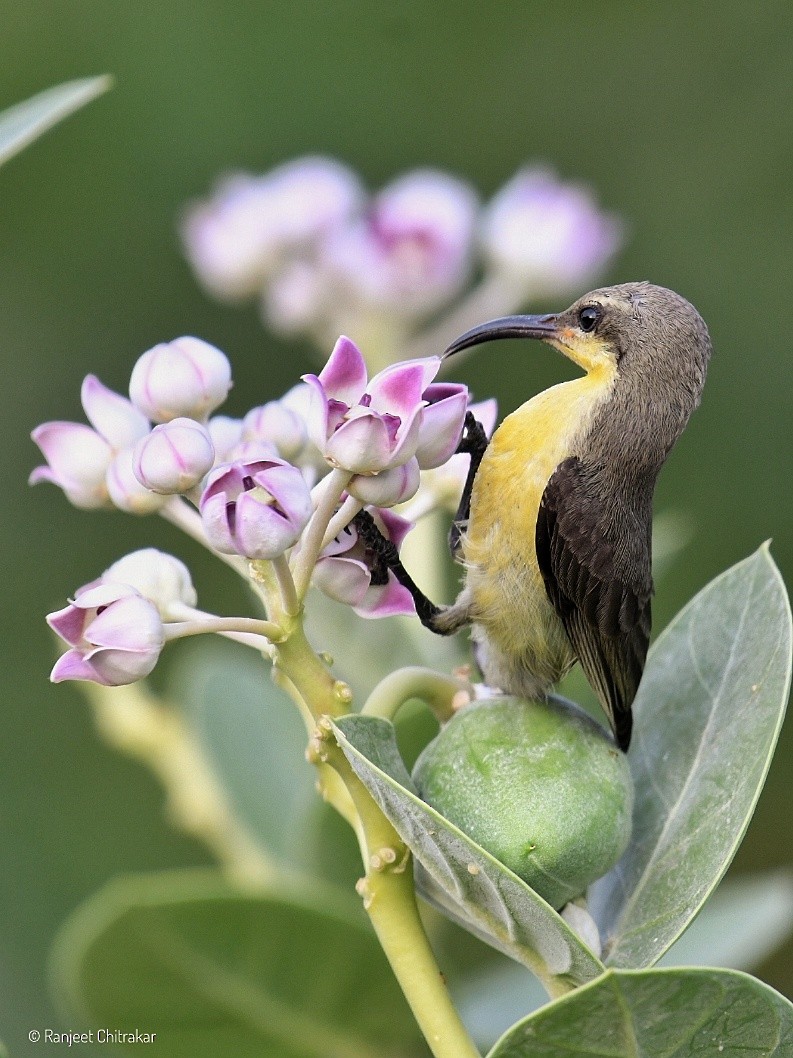 Purple Sunbird - ML619069470