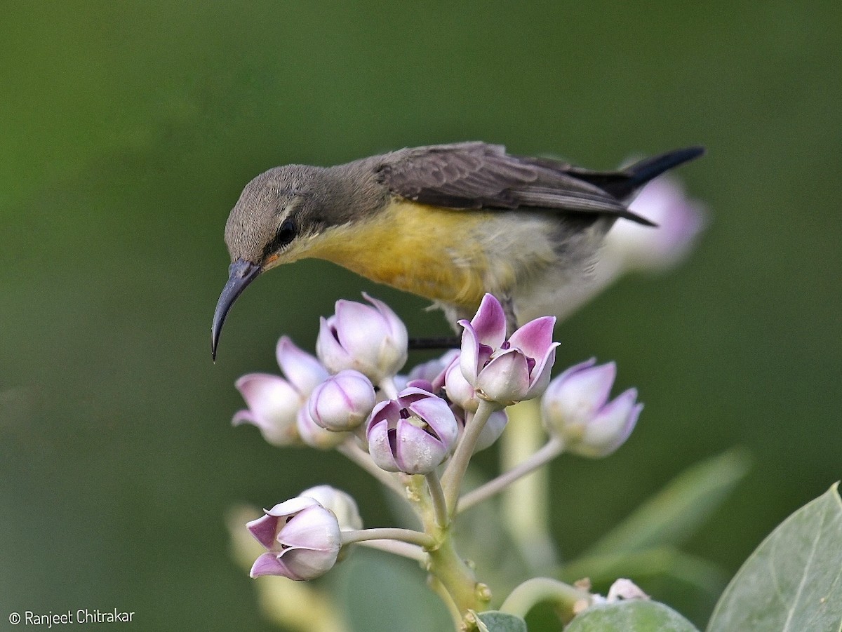 Purple Sunbird - ML619069471