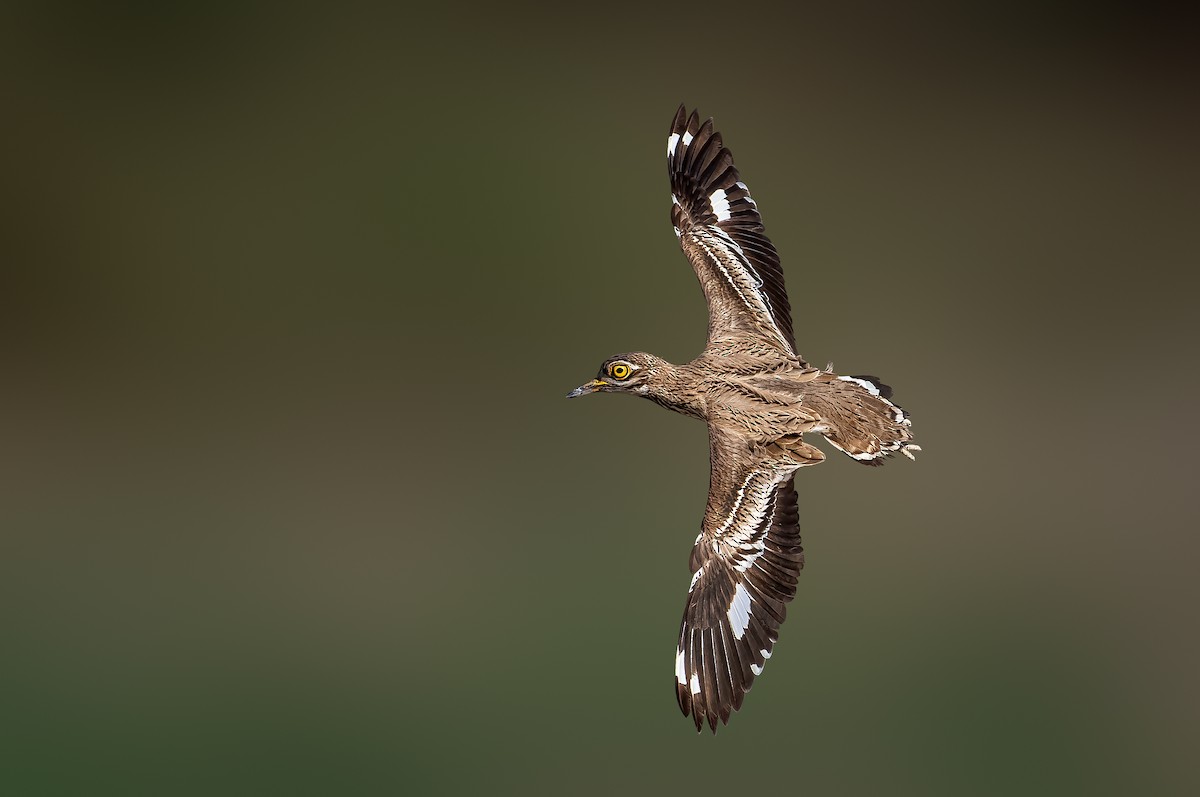 Indian Thick-knee - Rahul Chakraborty