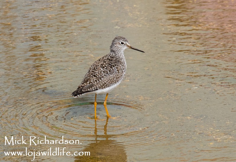 Lesser Yellowlegs - ML619069481