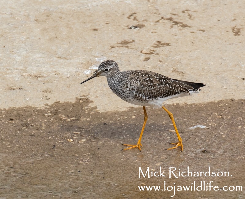 Lesser Yellowlegs - Mick Richardson