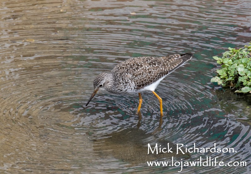 Lesser Yellowlegs - ML619069488