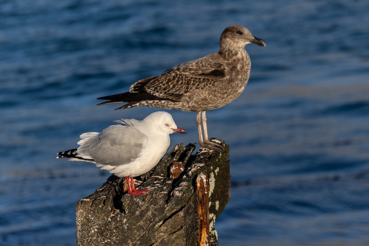 Gaviota Plateada - ML619069535