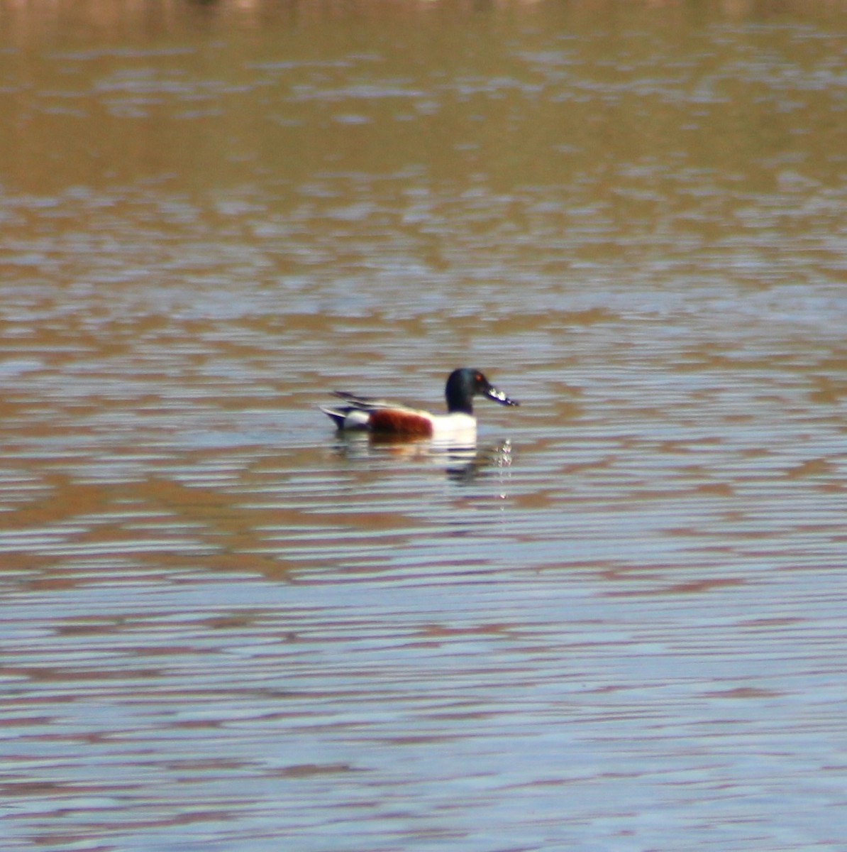 Northern Shoveler - Marsha Painter