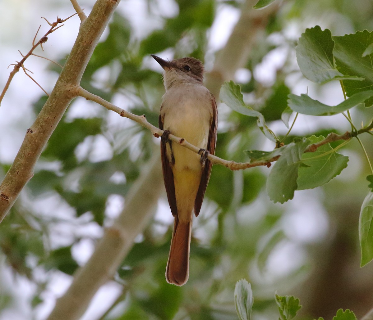 Ash-throated Flycatcher - Rob Lowry