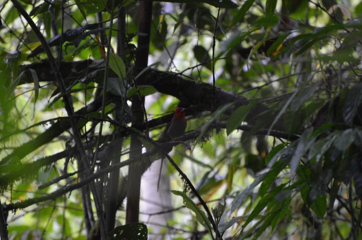 Crested Ant-Tanager - Hugo Tabares Barrera