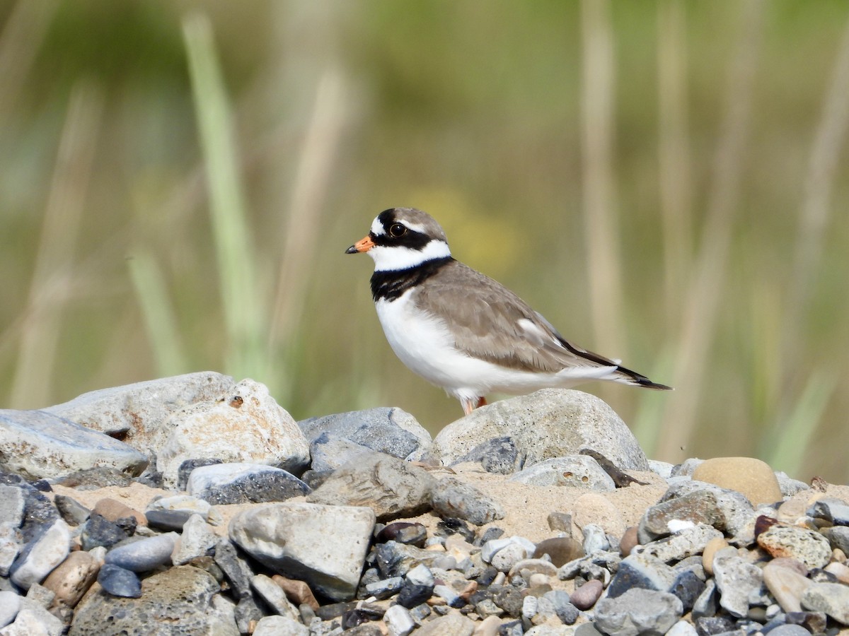 Common Ringed Plover - Andrew Wappat