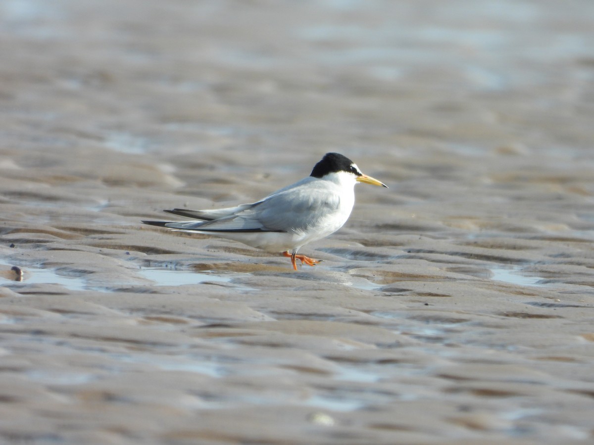 Little Tern - ML619069611