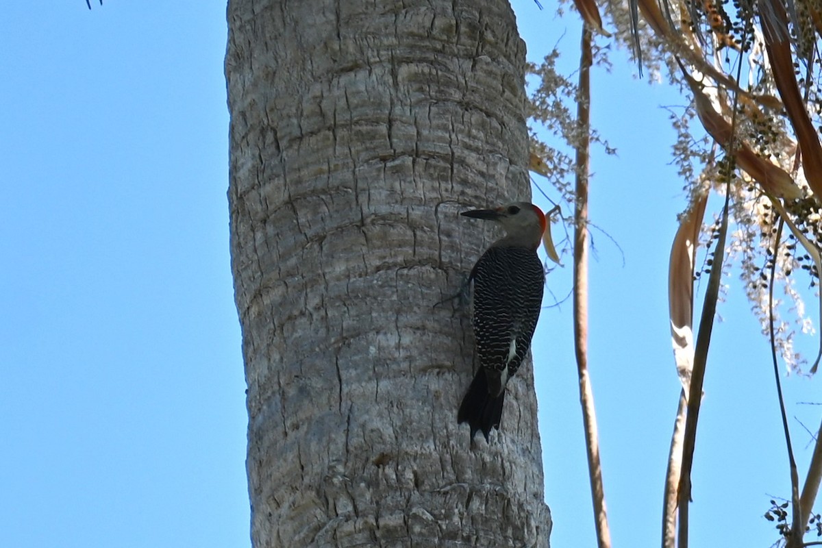 Golden-fronted Woodpecker - Steve Scordino