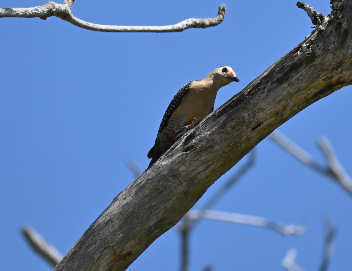 Golden-fronted Woodpecker - Steve Scordino