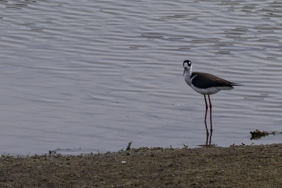 Black-necked Stilt - Jef Blake