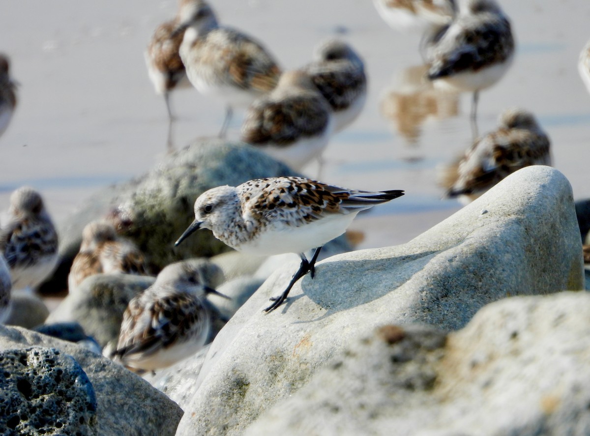 Sanderling - ML619069619