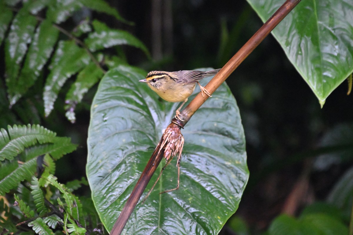 Ashy-throated Warbler - Anshu Arora
