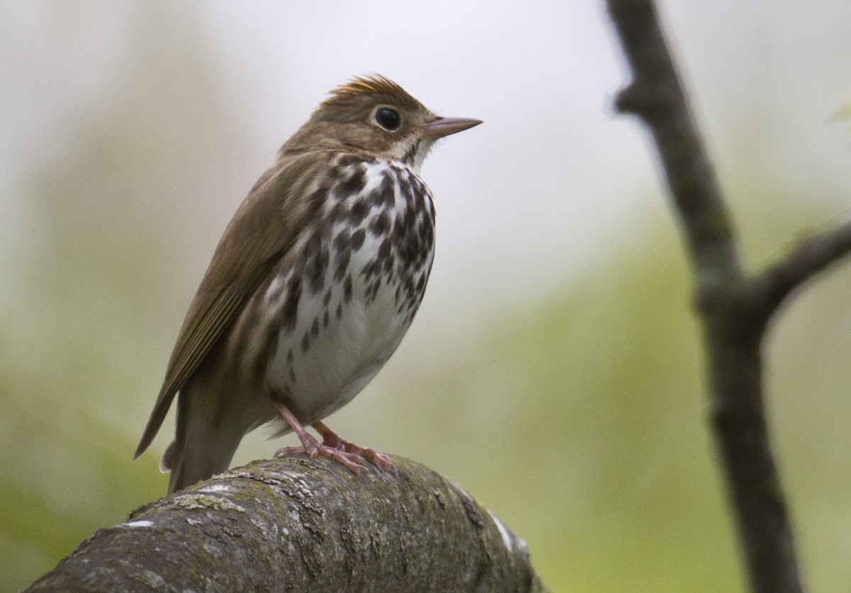 Ovenbird - ML619069639