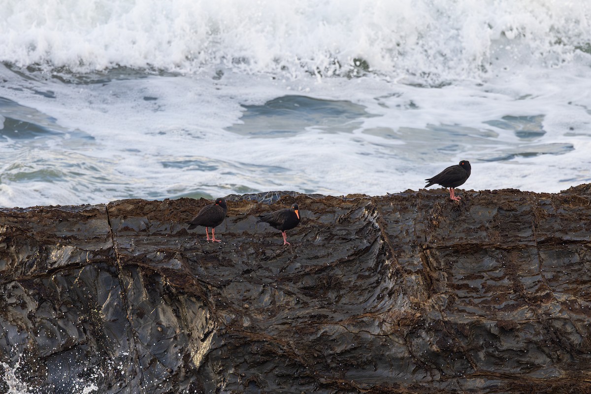 Sooty Oystercatcher - ML619069654