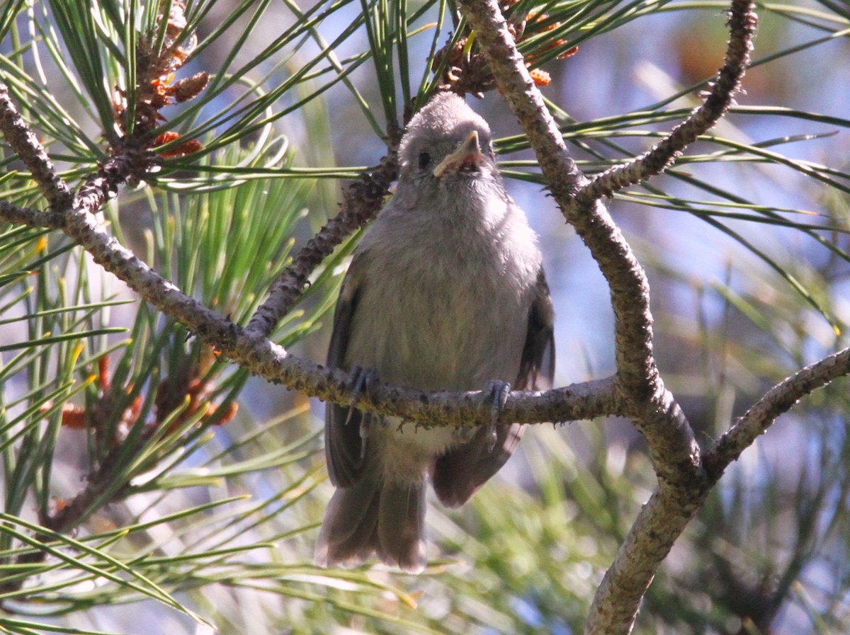 Oak Titmouse - Mark Hays