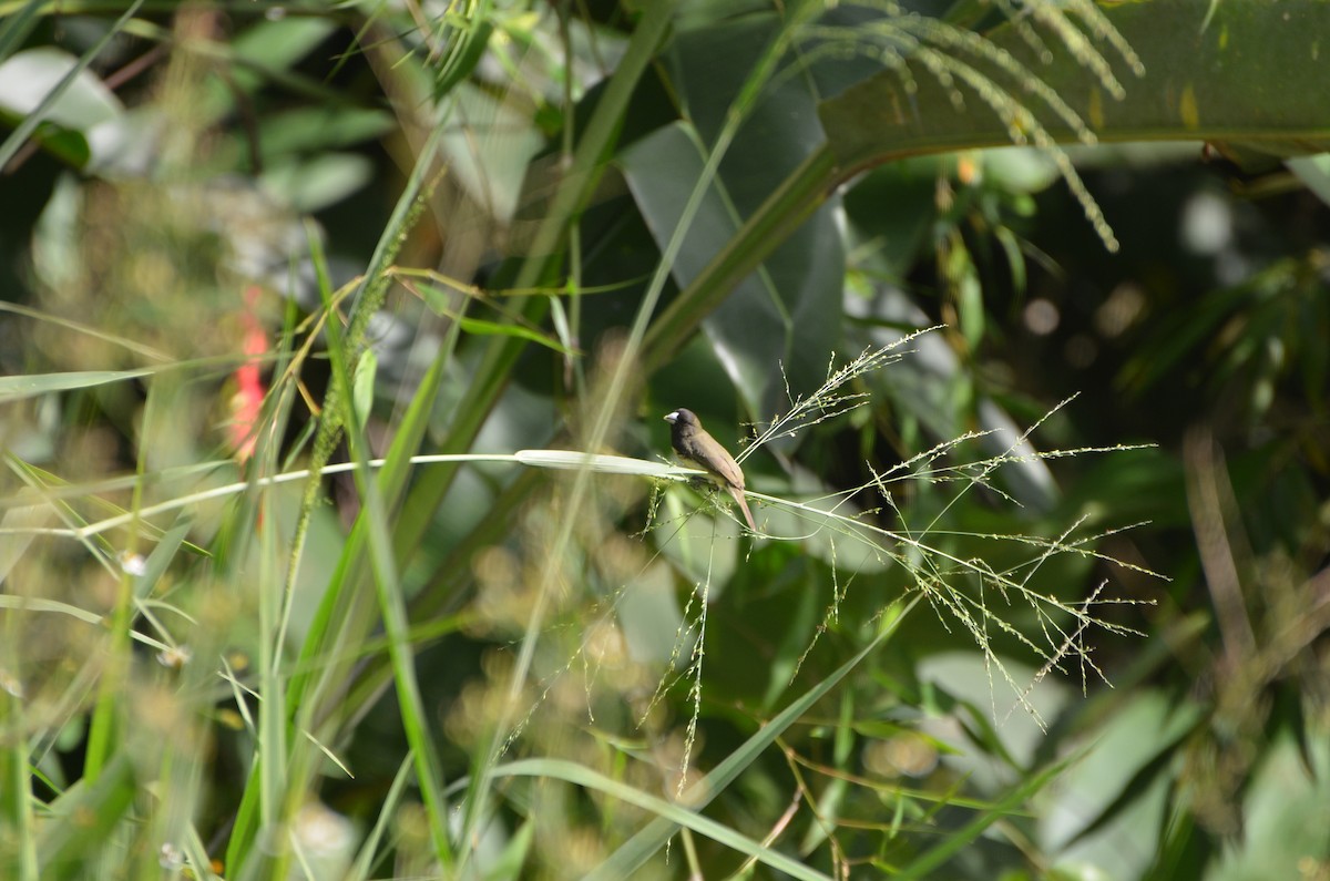 Yellow-bellied Seedeater - ML619069662