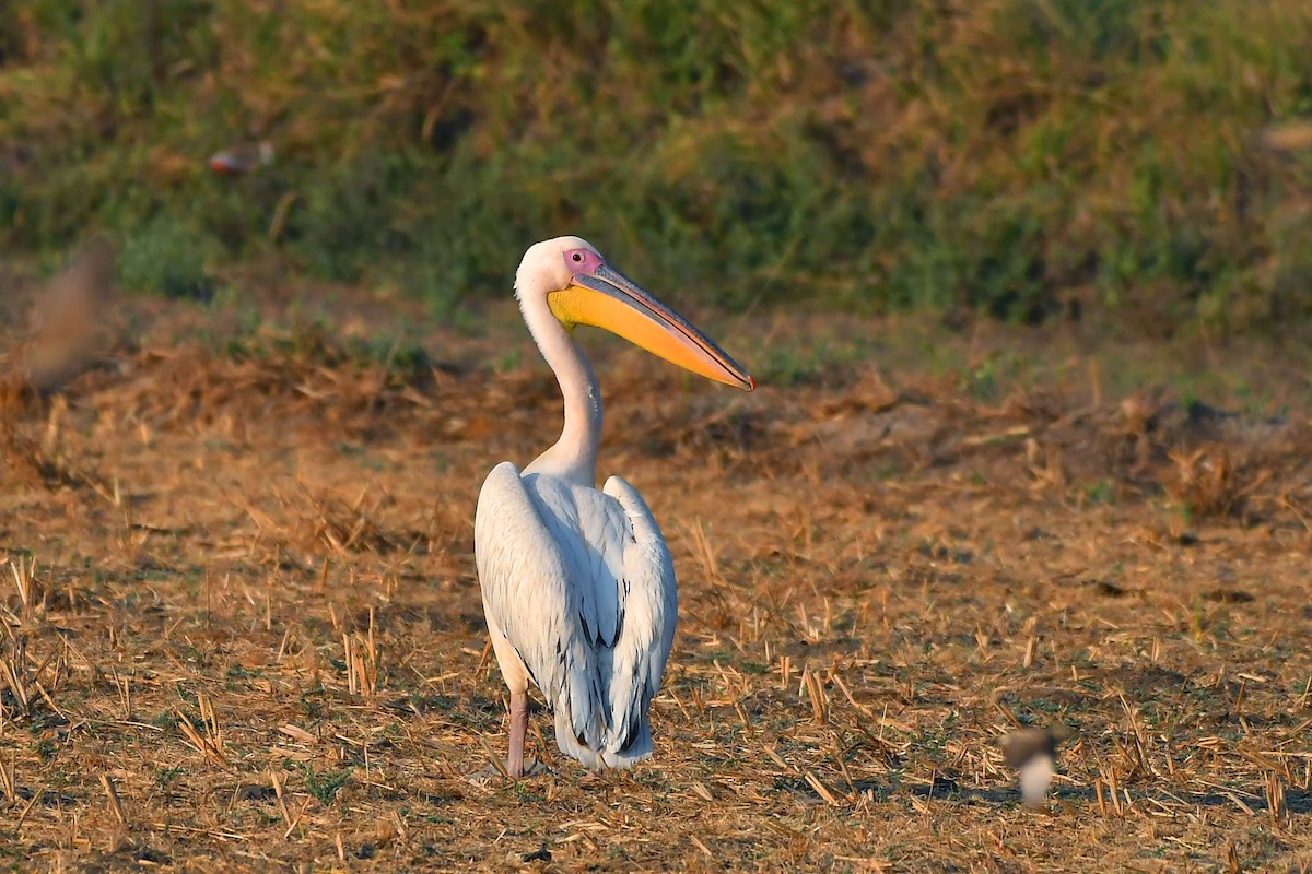 Great White Pelican - Rahul Chakraborty