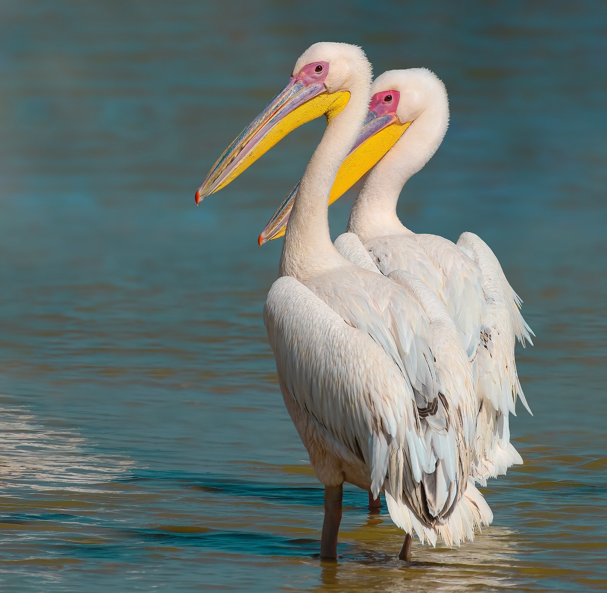Great White Pelican - Rahul Chakraborty