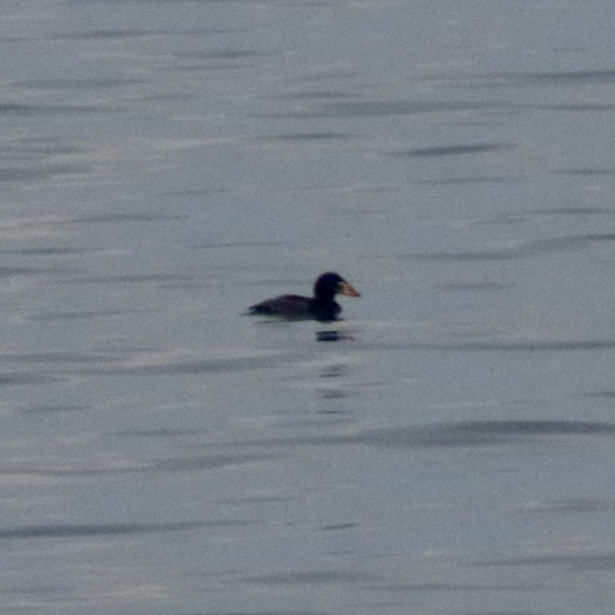 Surf Scoter - ML619069689