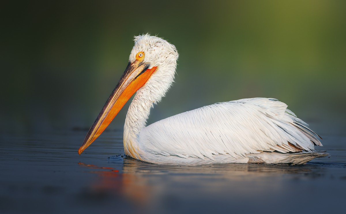 Dalmatian Pelican - Rahul Chakraborty