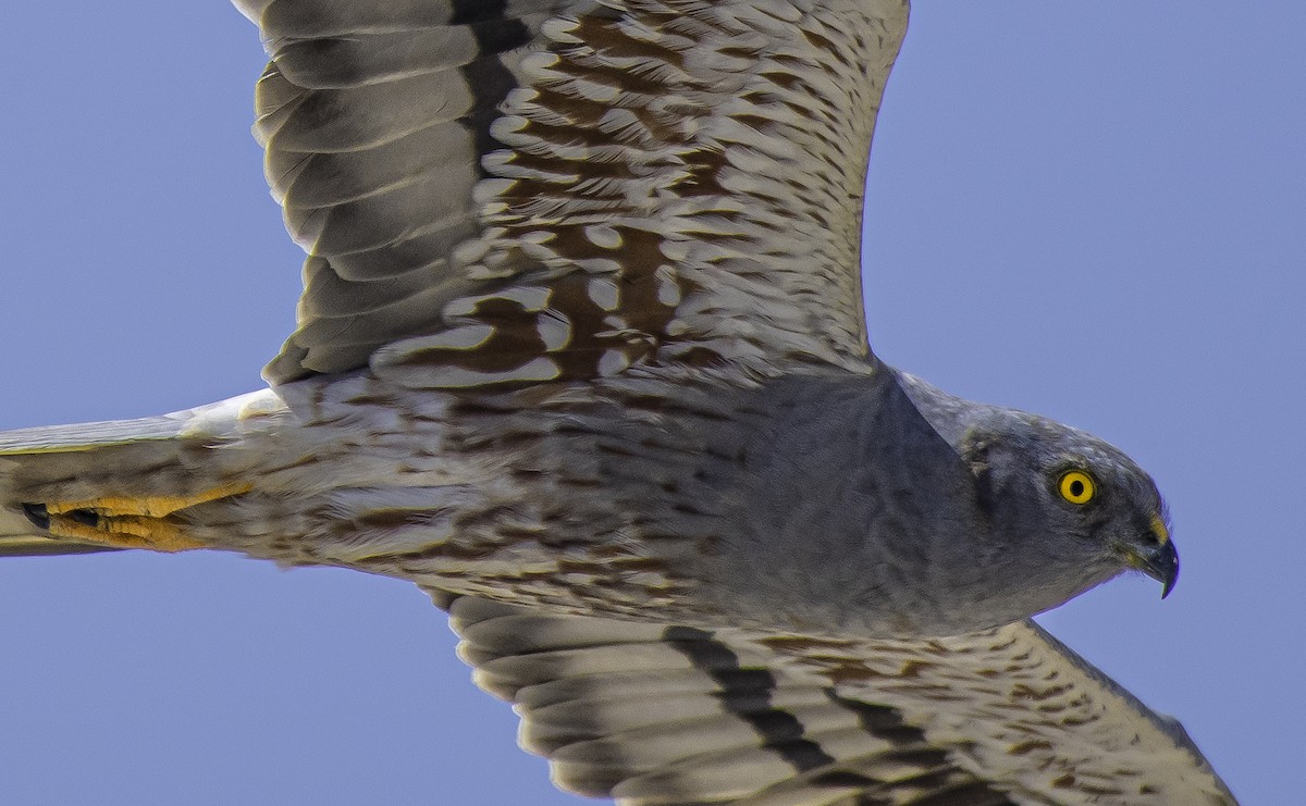 Montagu's Harrier - Rahul Chakraborty