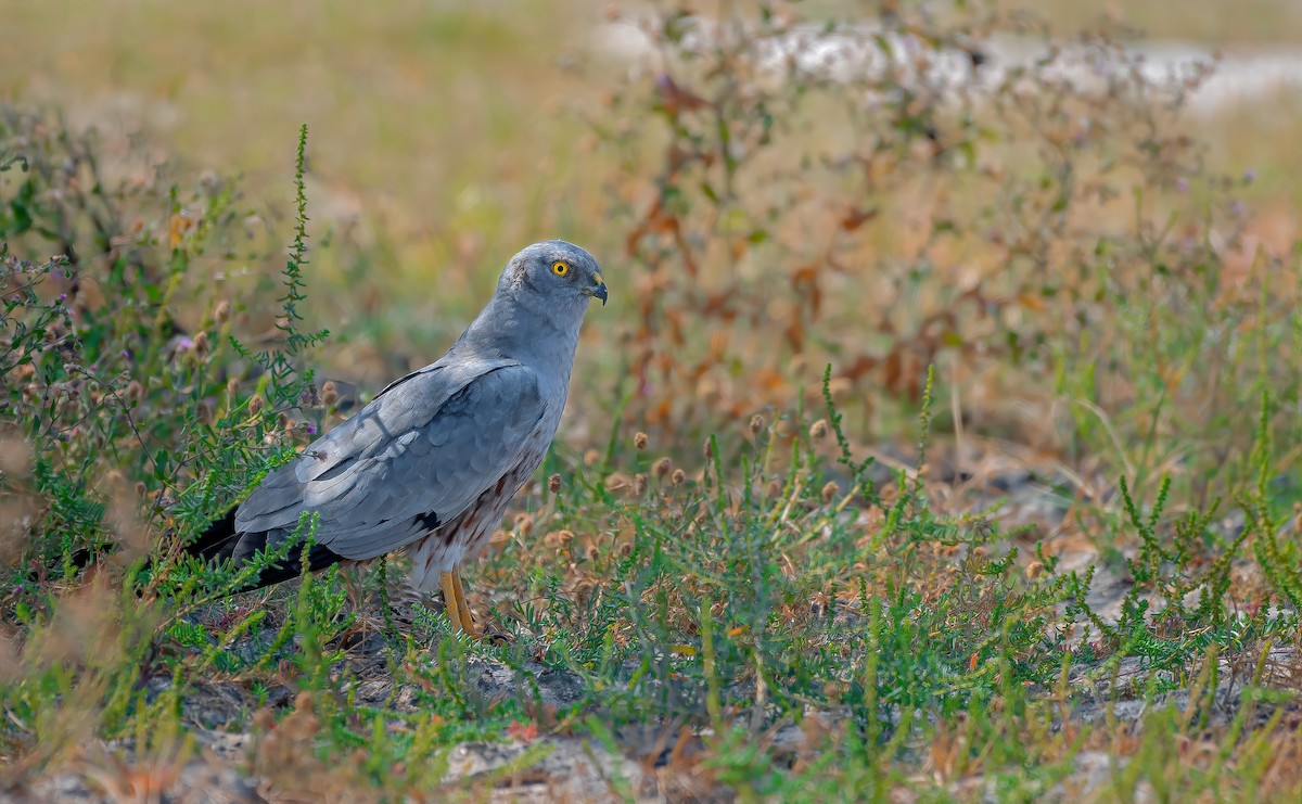 Montagu's Harrier - Rahul Chakraborty