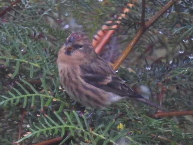 Lesser Redpoll - Stew Stewart