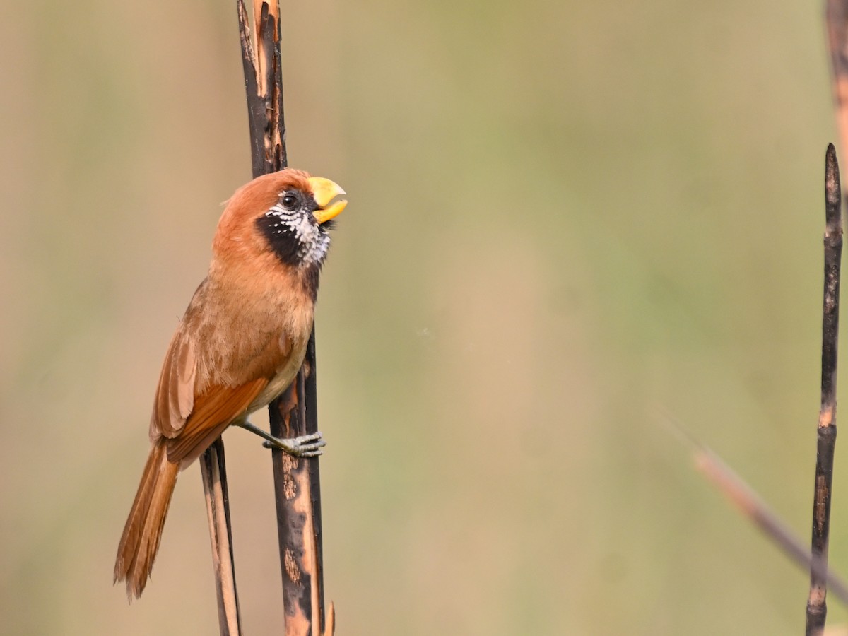 Black-breasted Parrotbill - ML619069753