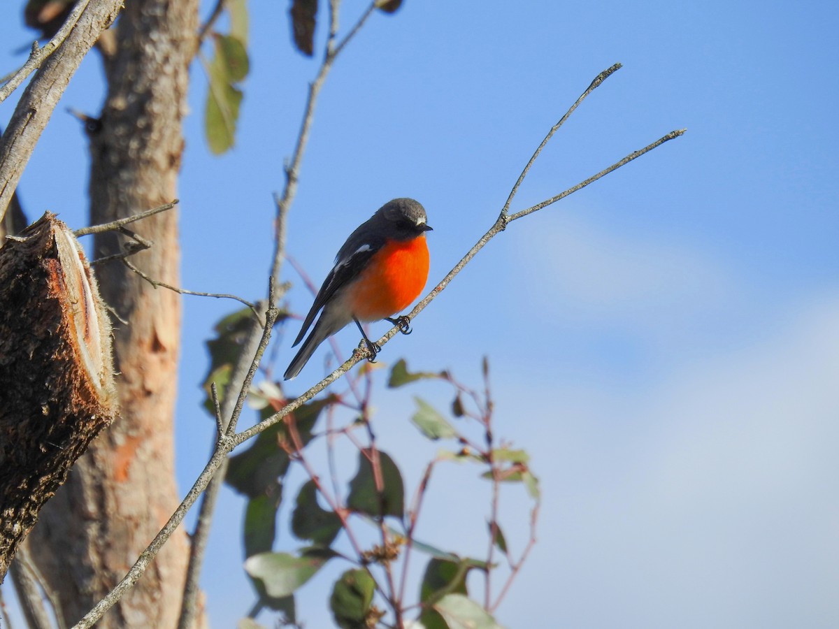 Flame Robin - Trevor Ross