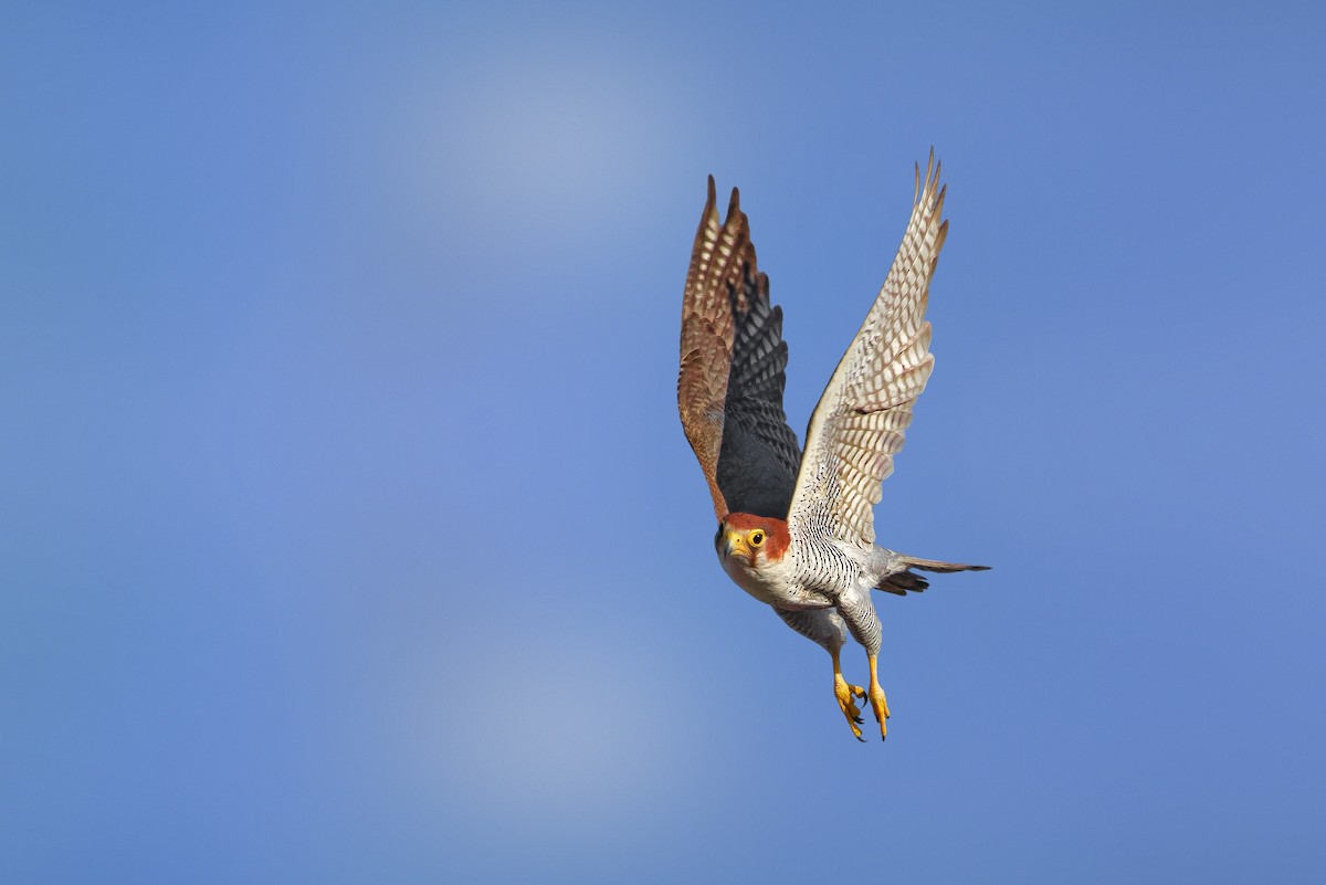 Red-necked Falcon - Rahul Chakraborty