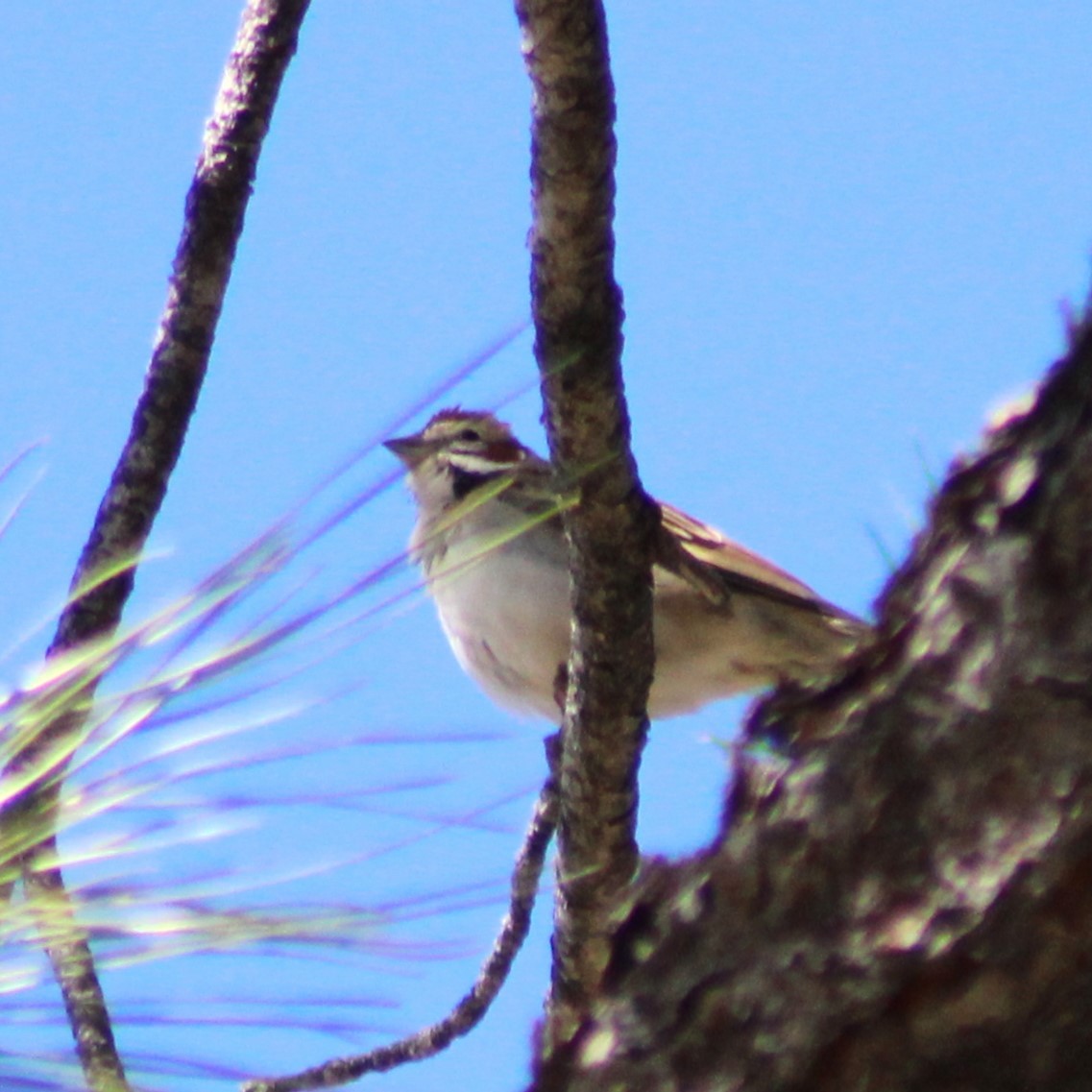 Lark Sparrow - Marsha Painter