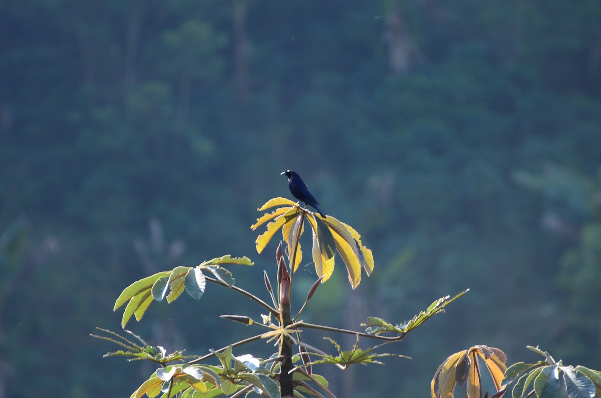 Giant Cowbird - Hugo Tabares Barrera