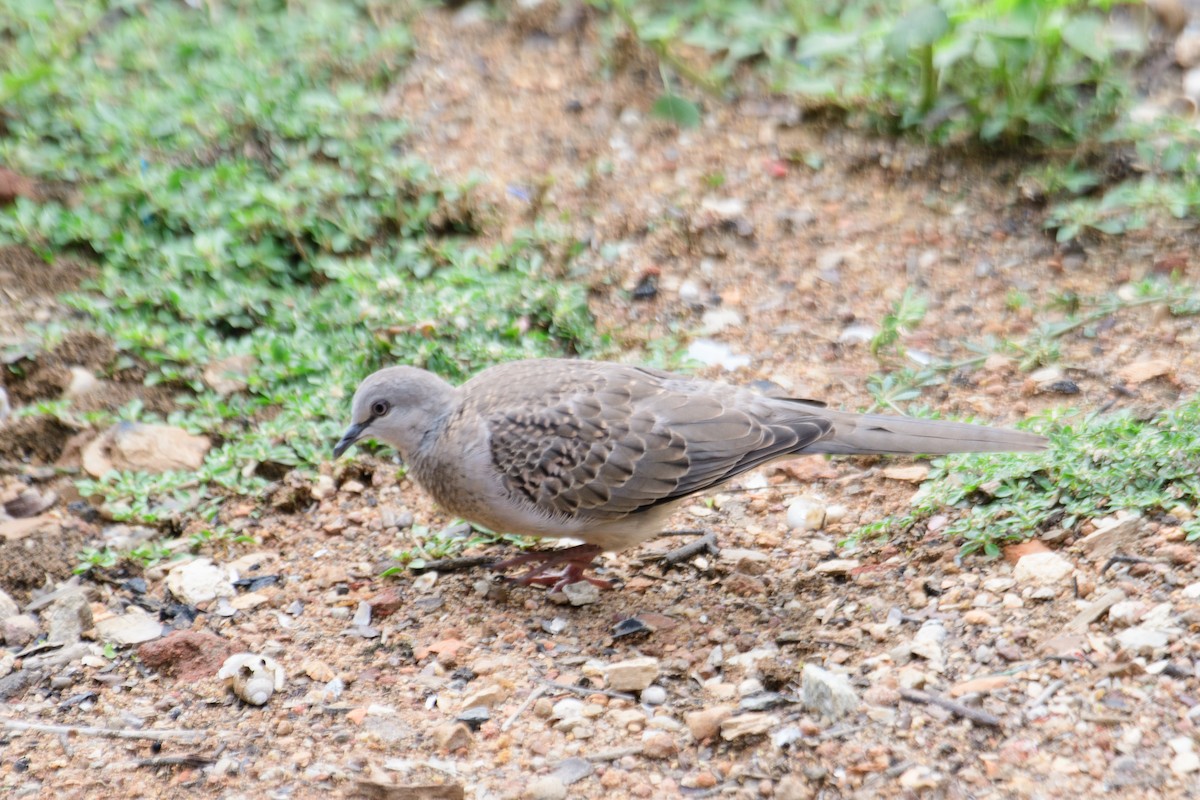 Spotted Dove - H Nambiar