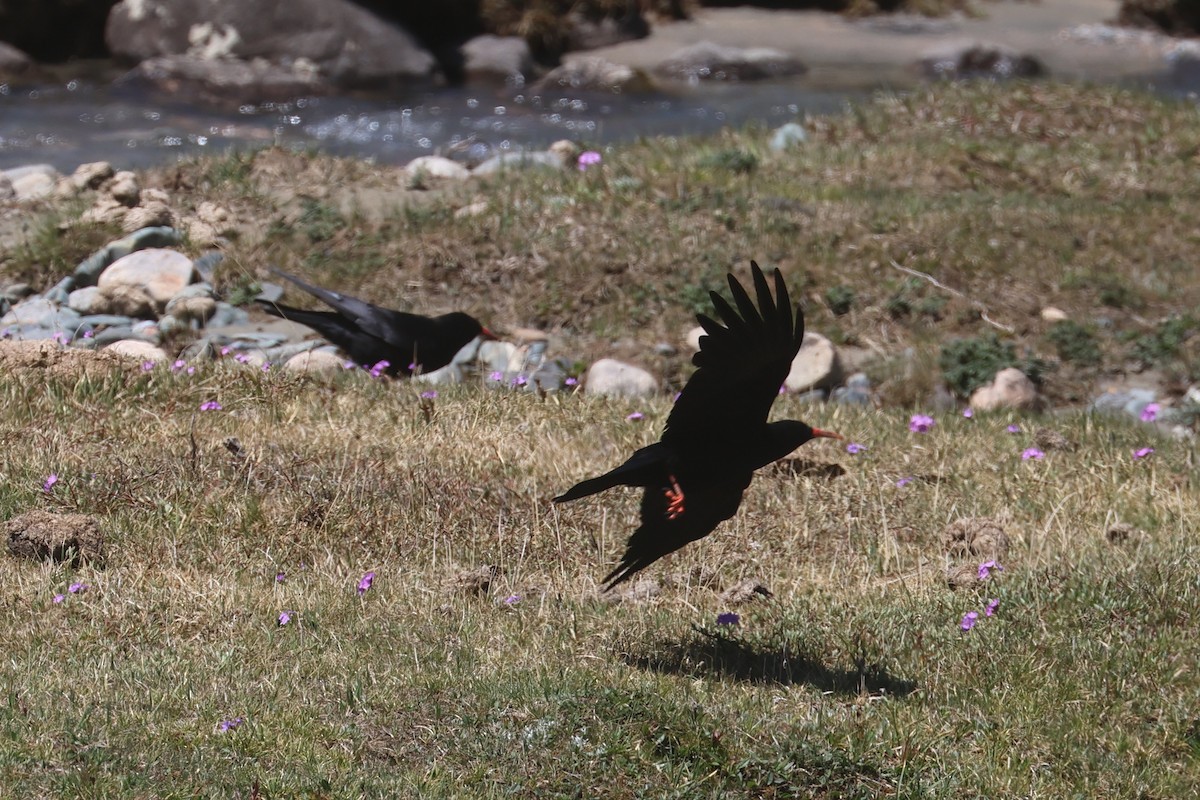 Red-billed Chough - Charley Hesse TROPICAL BIRDING