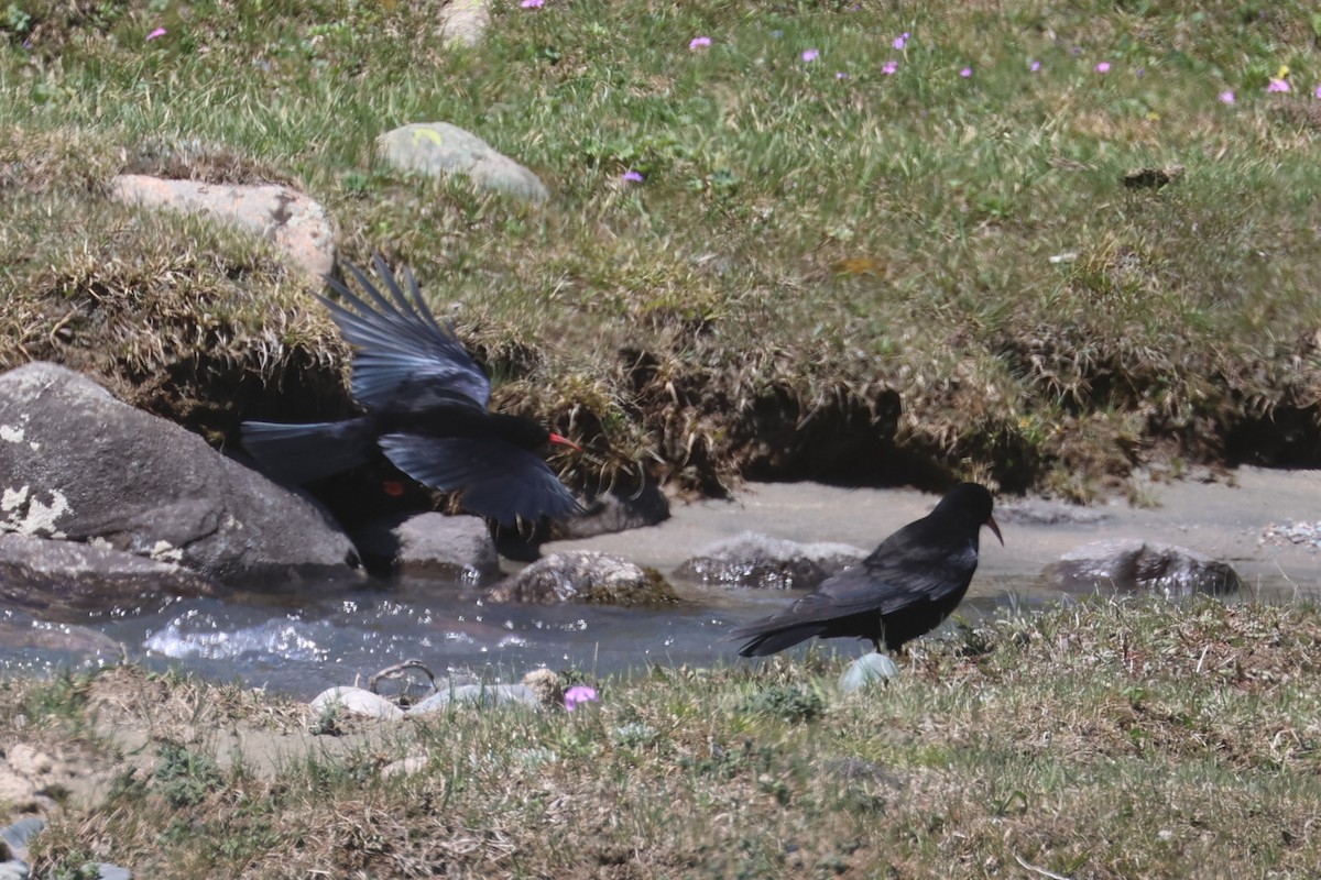 Red-billed Chough - Charley Hesse TROPICAL BIRDING