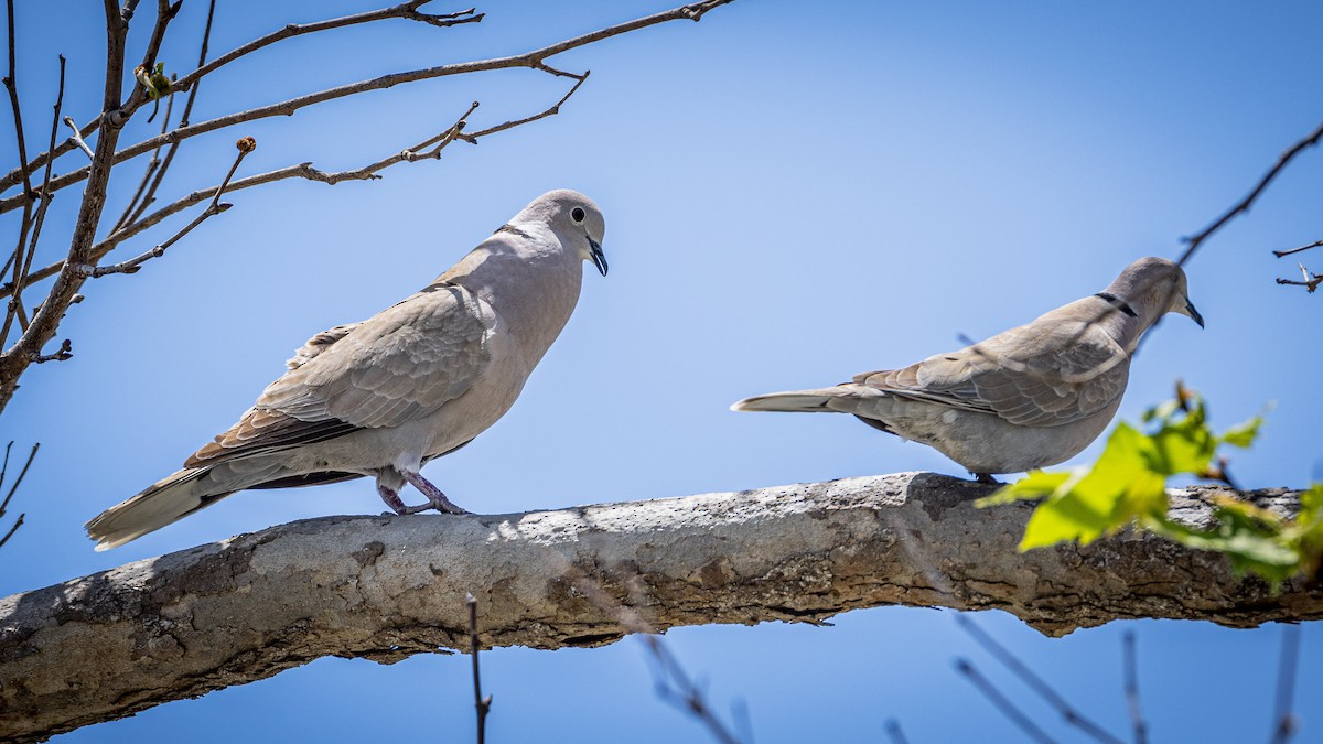 Eurasian Collared-Dove - James Kendall