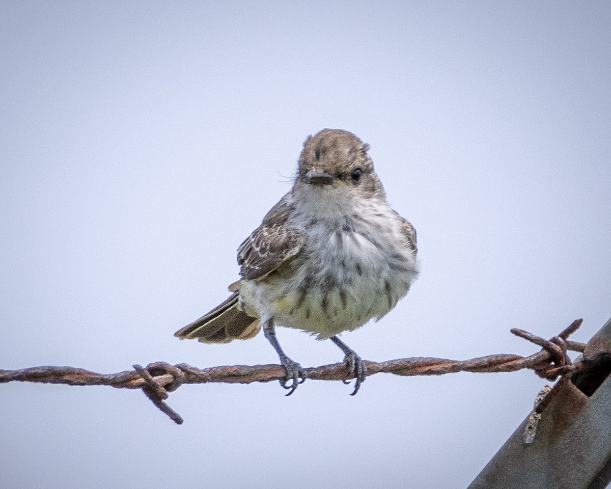 Vermilion Flycatcher - James Kendall