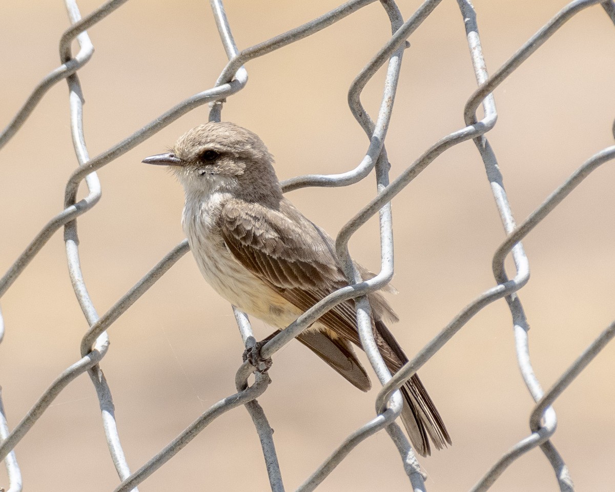 Vermilion Flycatcher - James Kendall